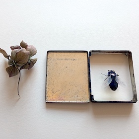 Mouche bleue - boite