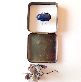 Scarabée bleu - boite