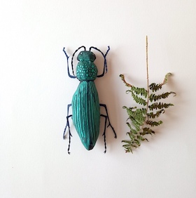 Grand Carabe - insecte