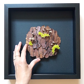 Écorce et champignons - sous-verre