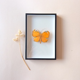 Papillon paon du jour - sous-verre