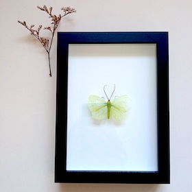 Papillon citron - sous-verre