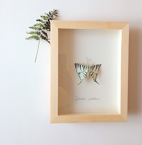 Papillon Flambé - sous-verre